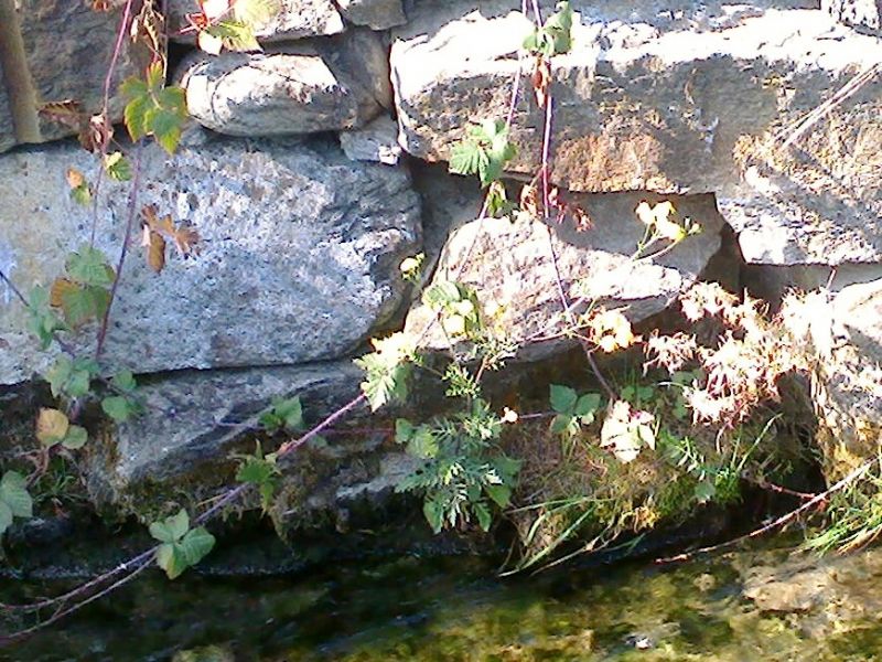 fiore giallo  come margherita - cfr. Cota tinctoria